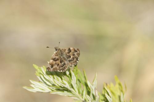 Carcharodus alceae