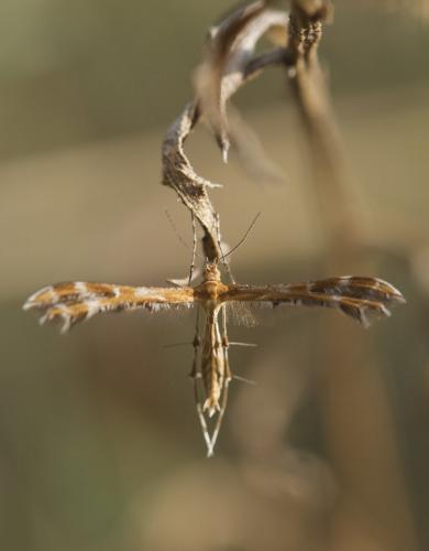 Crombrugghia sp.