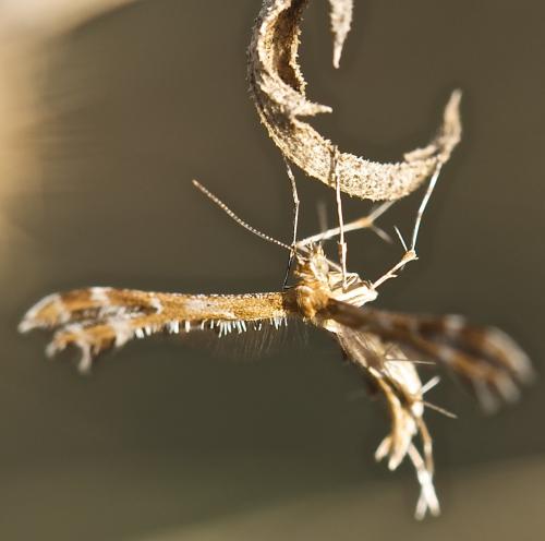Crombrugghia sp.