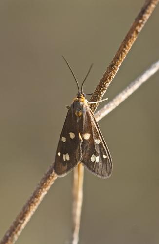 Dysauxes punctata