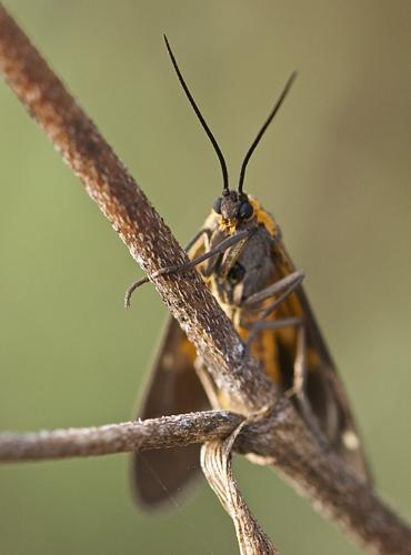 Réf. 190 677 : Dysauxes punctata
