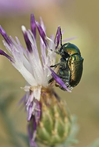 Cryptocephalus sp.