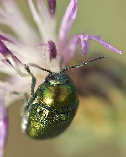 Cryptocephalus sp.