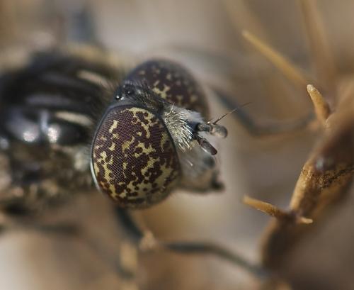 Réf. 190 577 : Eristalinus sepulchralis