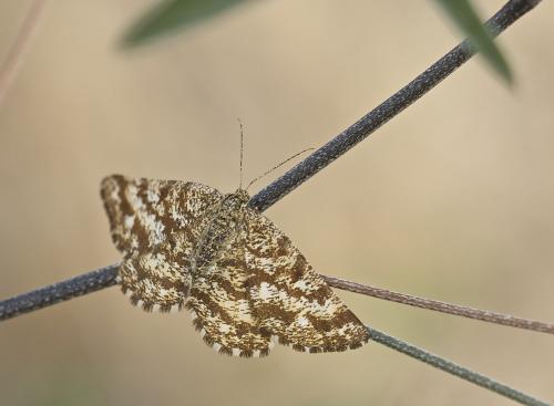 Ematurga atomaria