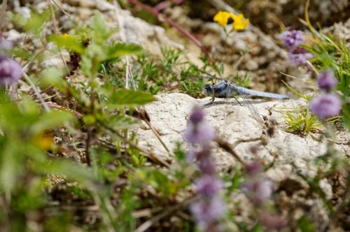 Orthetrum brunneum