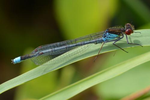 Réf. 190 218 : Erythromma najas