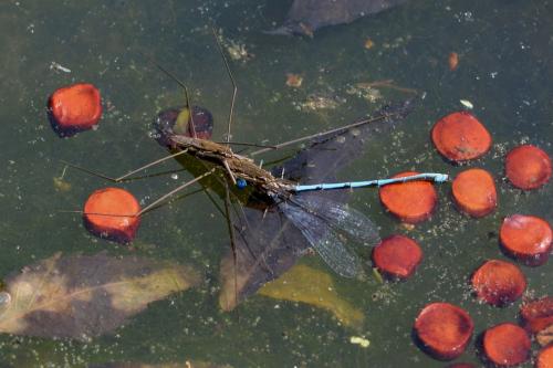 Erythromma lindenii