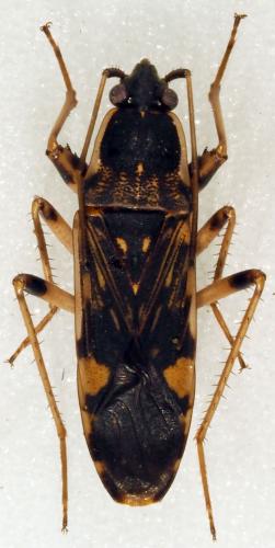 Dieuches armatipes