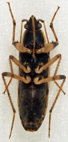 Dieuches armatipes