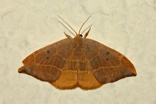 Watsonalla binaria