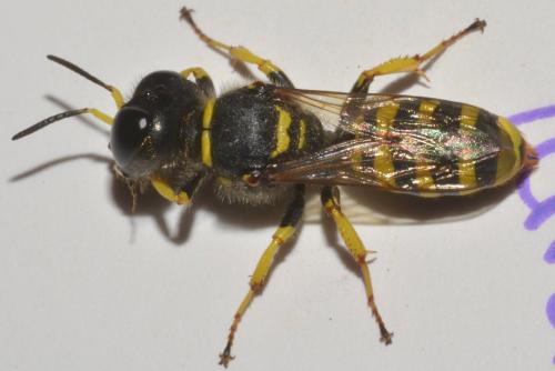 Ectemnius cavifrons