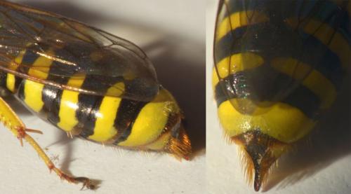Ectemnius cavifrons