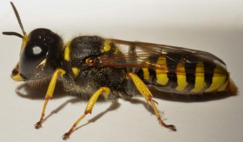 Ectemnius cavifrons