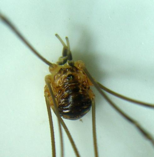 Leiobunum apenninicum