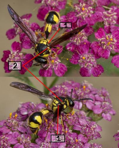 Eumenes sp.