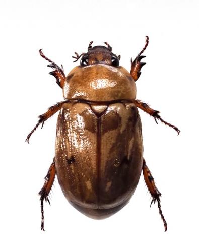 Réf. 190 202 : Cyclocephala subsignata