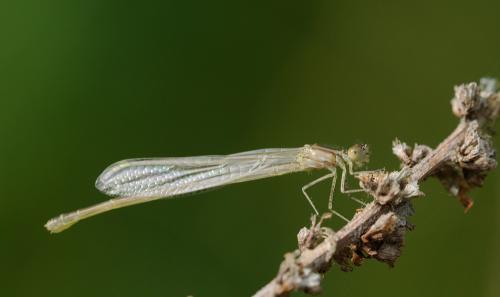 Erythromma lindenii