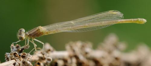 Erythromma lindenii