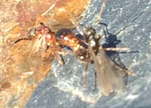 Myrmica sp.