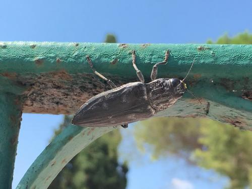 Chalcophora sp.