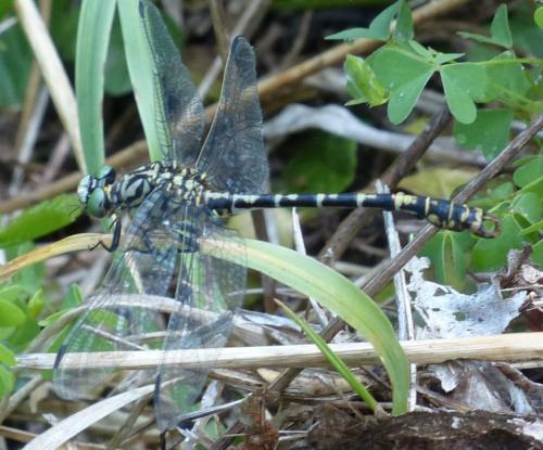 Onychogomphus forcipatus