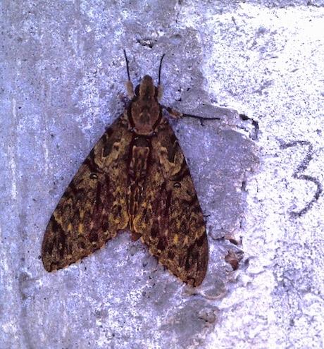 Amphimoea walkeri