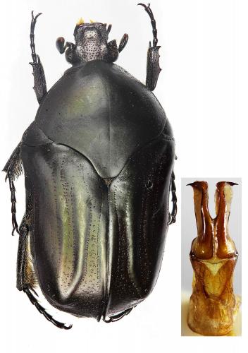 Hoplopyga lugubris