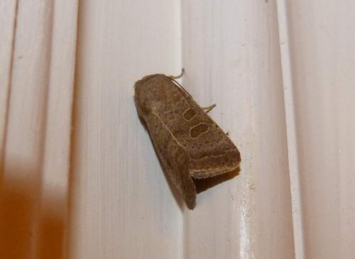 Hoplodrina sp.