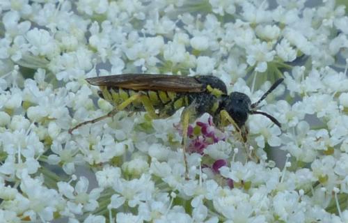 Tenthredo sp.