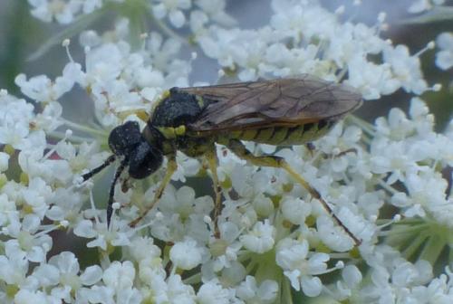 Tenthredo sp.