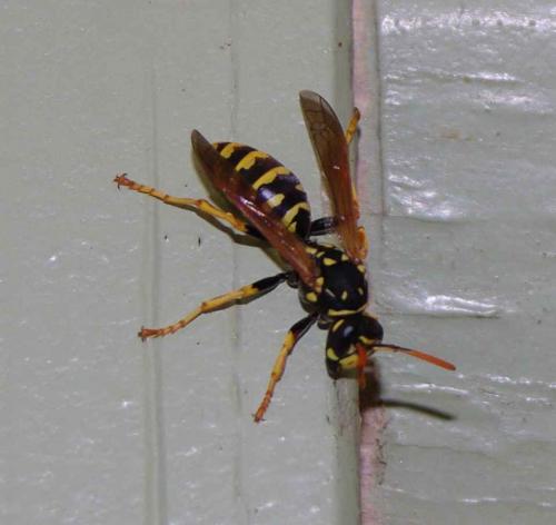 Polistes dominula