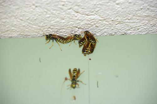 Polistes dominula