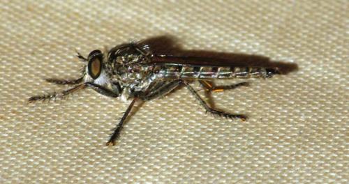 Réf. 190 987 : Asilinae inconnu