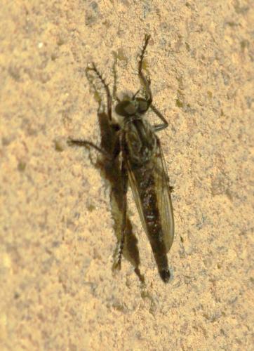 Asilinae