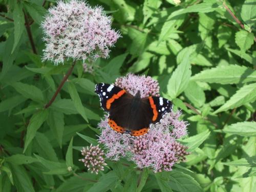 Vanessa atalanta