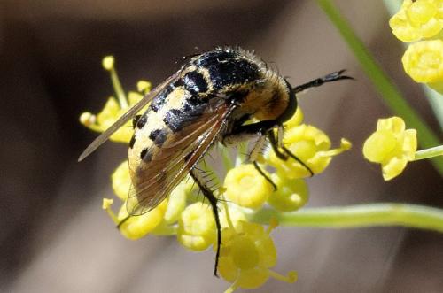 Réf. 190 079 : Toxophora fasciculata