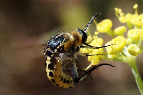Réf. 190 080 : Toxophora fasciculata