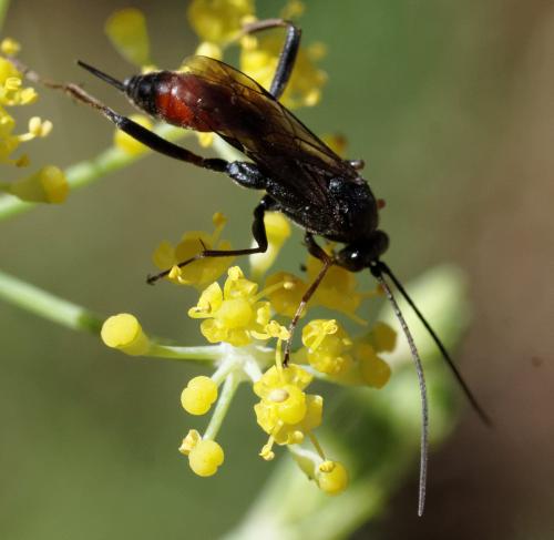 Cryptinae