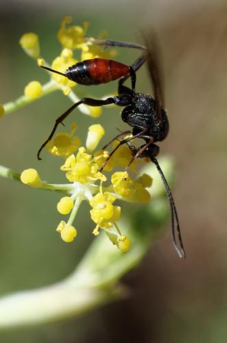 Cryptinae