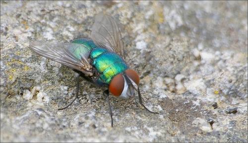 Lucilia sericata