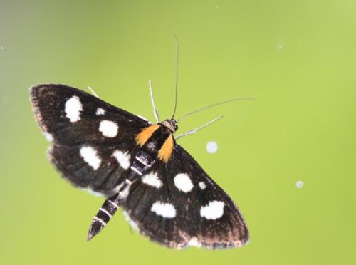 Réf. 190 999 : Anania funebris