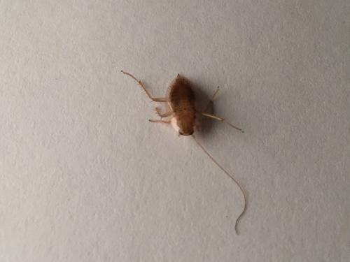 Ectobius sp.