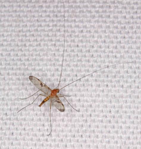 Réf. 190 448 : Macrocera phalerata