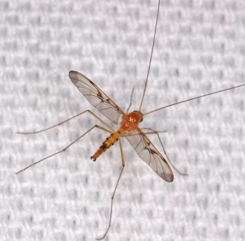 Réf. 190 449 : Macrocera phalerata
