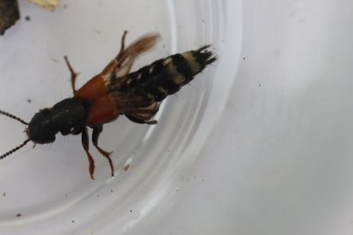 Réf. 190 540 : Platydracus sp.