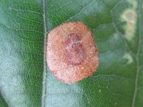 Réf. 190 082 : Phyllonorycter quercifoliella