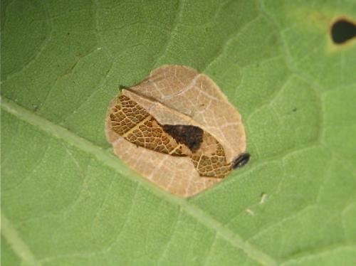 Réf. 190 083 : Phyllonorycter quercifoliella