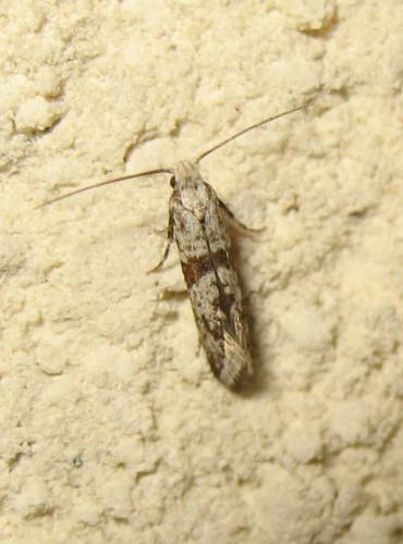 Scythropia crataegella