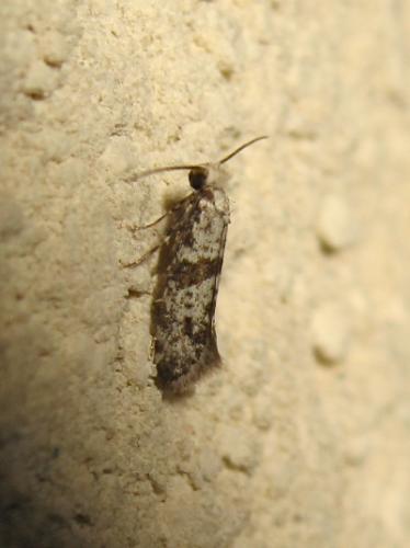 Scythropia crataegella
